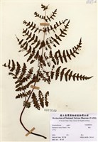 藏品(栗蕨)的圖片